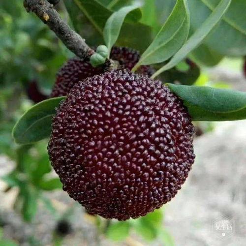 蒙阴垛庄吃瓜,瓜果飘香，品味田园生活新风尚