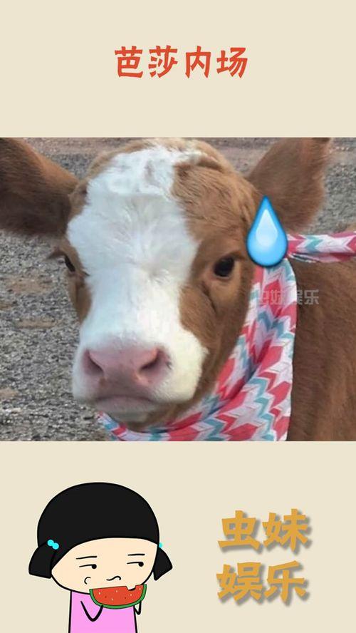 抖音吃瓜酱,揭秘娱乐圈幕后故事，带你领略明星真实生活