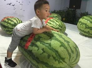 泰安最新吃瓜事件,真相揭秘引网友热议