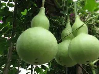 葫芦瓜中间可以吃吗,葫芦瓜中心部位食用指南