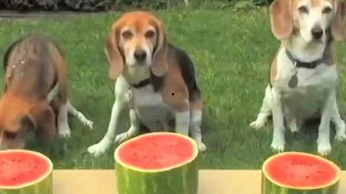 吃瓜狗被抓,揭秘网络舆论背后的真相