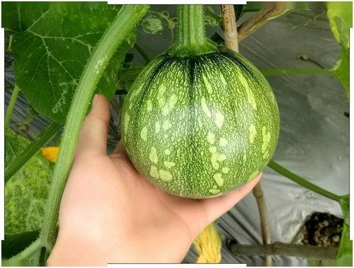 上海核酸媛吃瓜,揭秘背后的真相与争议