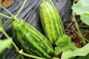 吃瓜吃果子什么意思啊,揭秘“吃瓜吃果子”背后的网络流行语内涵