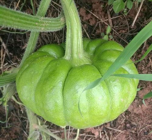 瓜多多免费吃瓜,畅享夏日清凉盛宴