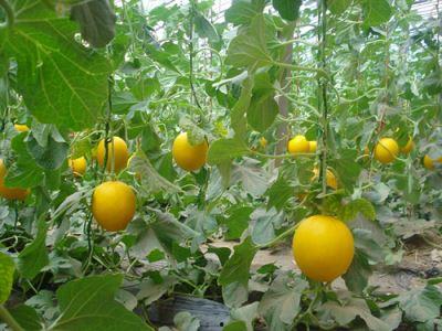 梦见吃咸瓜,咸瓜滋味背后的神秘启示