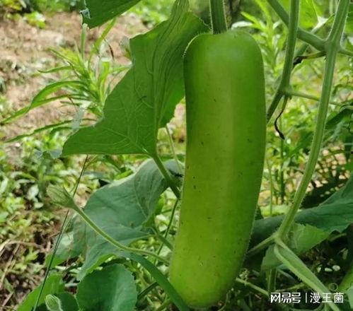 晚上吃瓜影响,揭秘晚间饮食与健康之谜