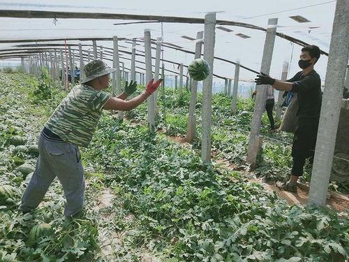 立夏吃瓜好时节,清凉一夏好时节