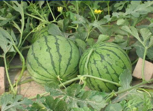 杜桥吃瓜事件,一场网络热议背后的真相与反思