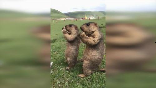 草原的吃瓜群众