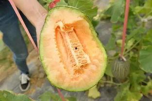 五元吃瓜,揭秘娱乐圈背后的那些事儿